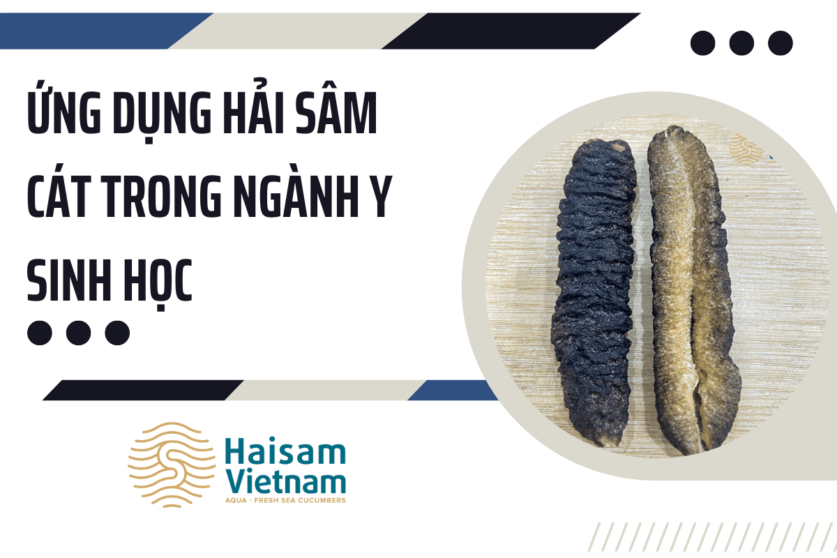 Ứng Dụng Hải Sâm Cát Trong Ngành Y Sinh Học 2 Min